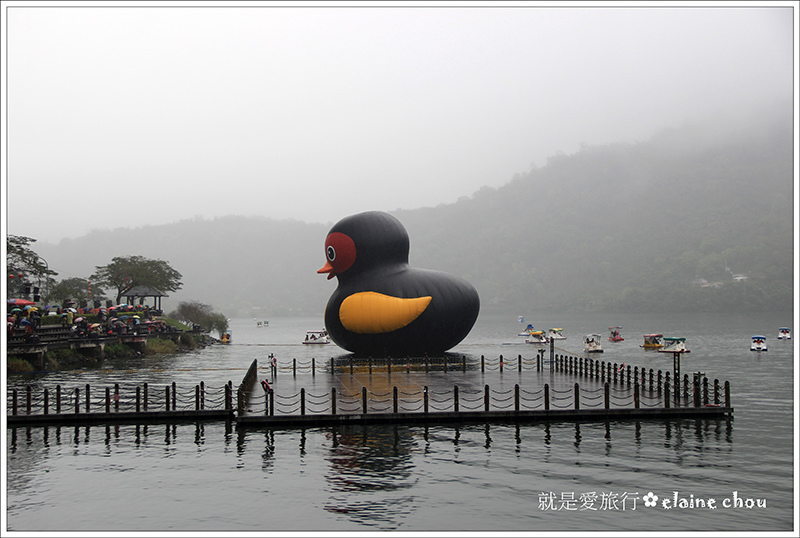 鯉魚潭紅面番鴨04.jpg