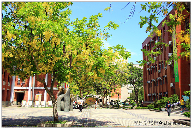 台南大學阿勃勒23.jpg