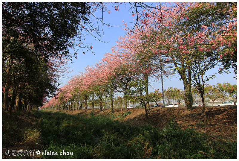 虎尾美人花道06.JPG