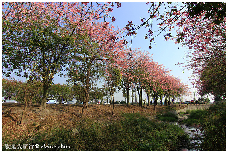 虎尾美人花道08.JPG