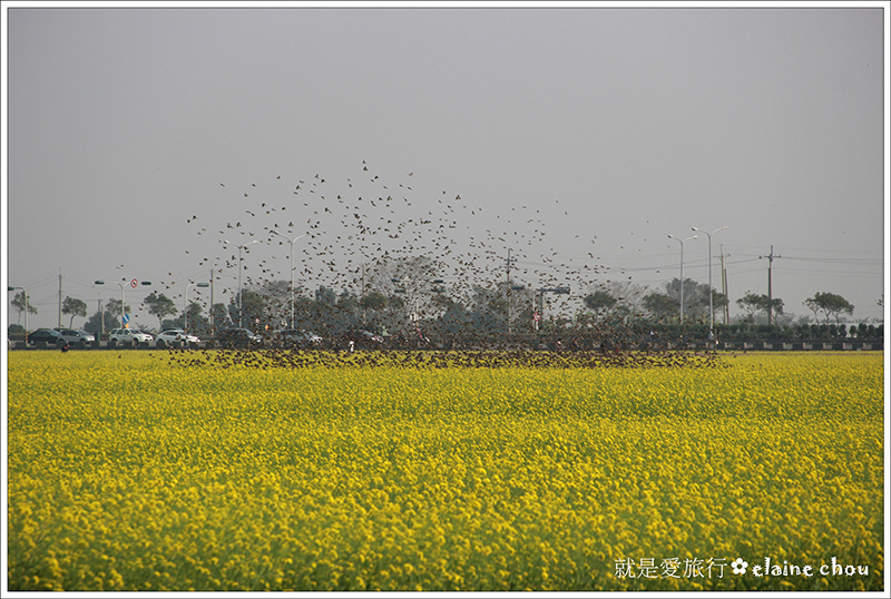 太保有機稻米專區油菜花05.jpg