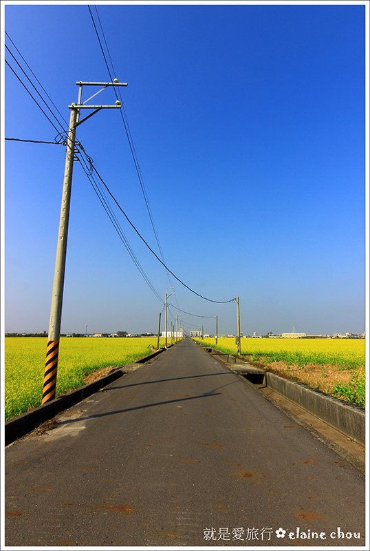 太保有機稻米專區油菜花29.JPG