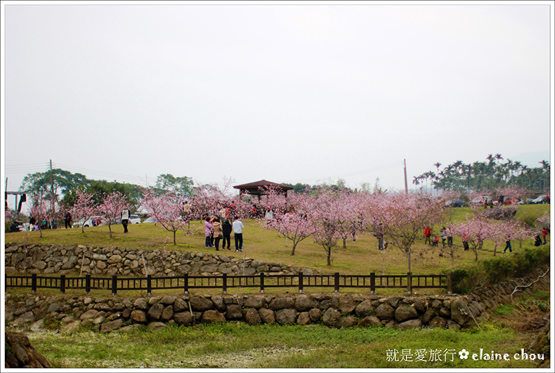 小半天河津櫻13.JPG