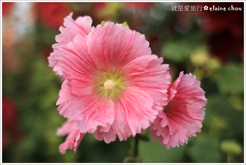 學甲蜀葵花(光華社區)13.JPG