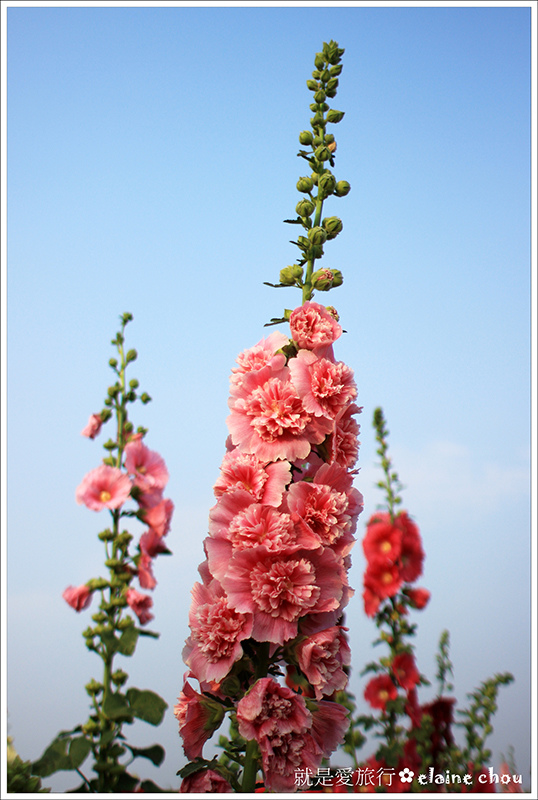 學甲蜀葵花(光華社區)19.JPG