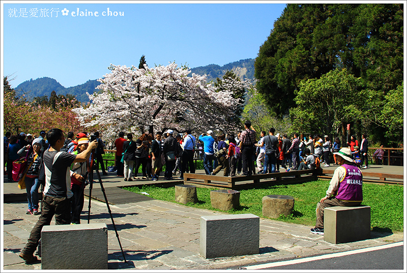 阿里山81.JPG