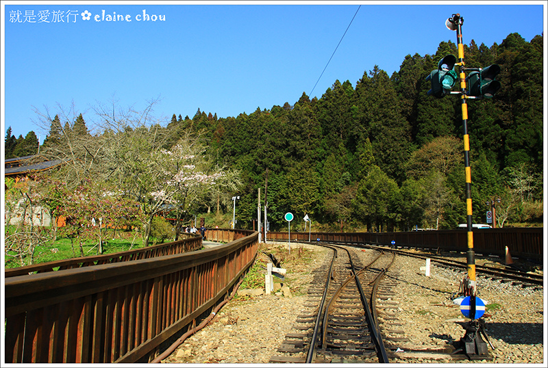 阿里山89.JPG