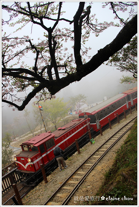 阿里山110.jpg