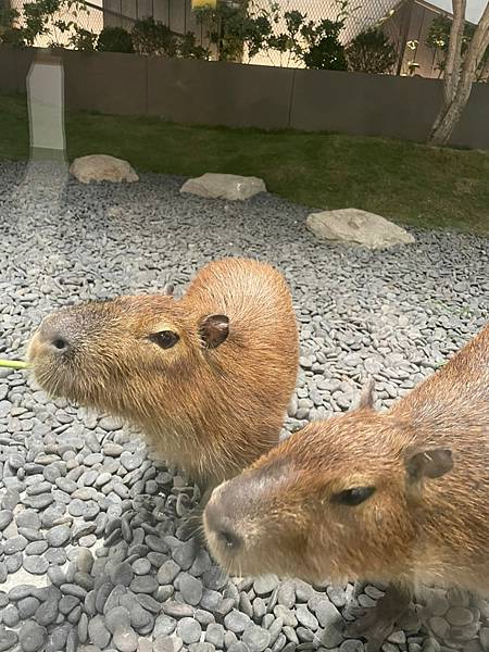 [食記] 台南東區超療癒水豚MOGU KABI豆塔專賣店