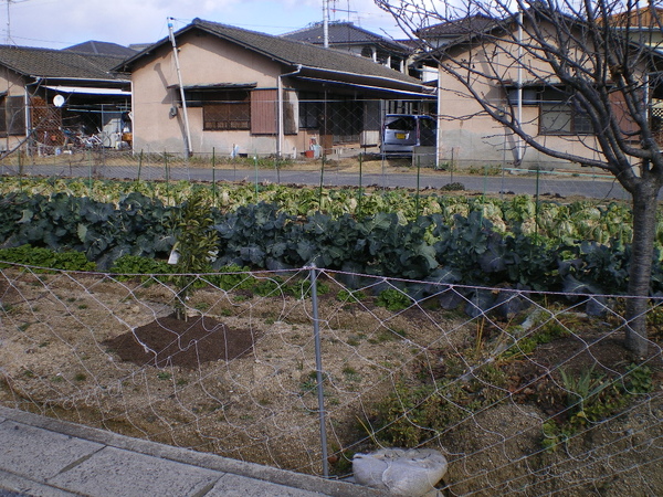 旁邊的菜園.JPG 旁邊的菜園.JPG
