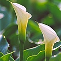 calla95-026.jpg