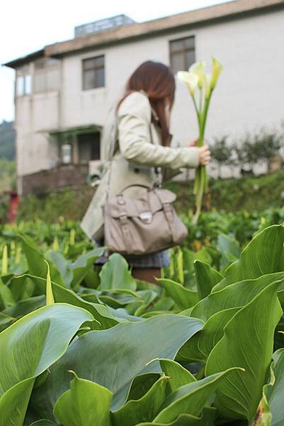 陽明山竹子湖