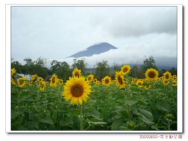 56.富士山&向日葵.jpg