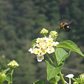 你看~~蜜蜂再飛