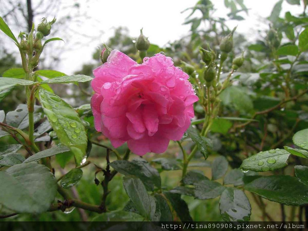 1-苗栗雅聞香草植物工廠 (12).jpg