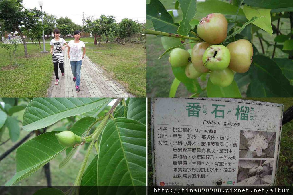 蔴荳古港文化園區-種水果.jpg