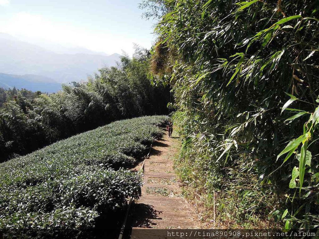 2-1031102-登山社-嘉義-茶之道步道(12).jpg