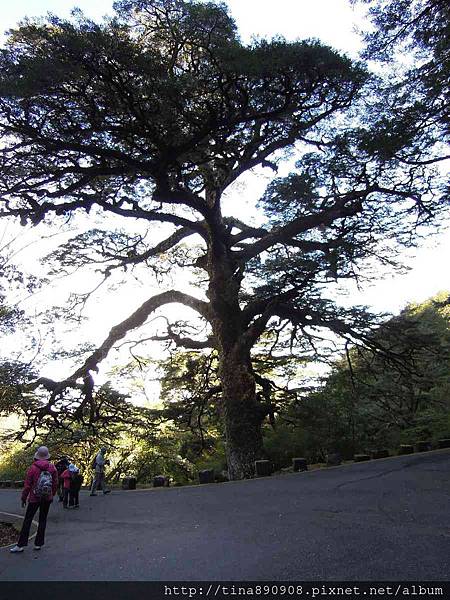 0-1040131-塔塔加-麟趾山+鹿林山步道 (16).jpg