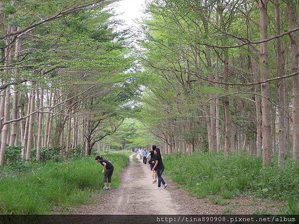 1050403-虎山半日遊-虎山森林 (7).jpg