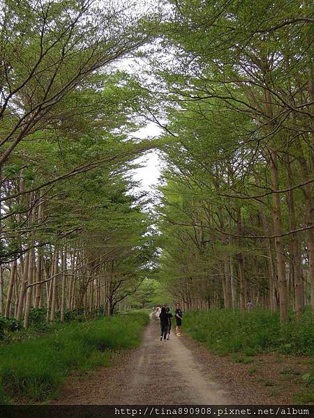 1050403-虎山半日遊-虎山森林 (8).jpg