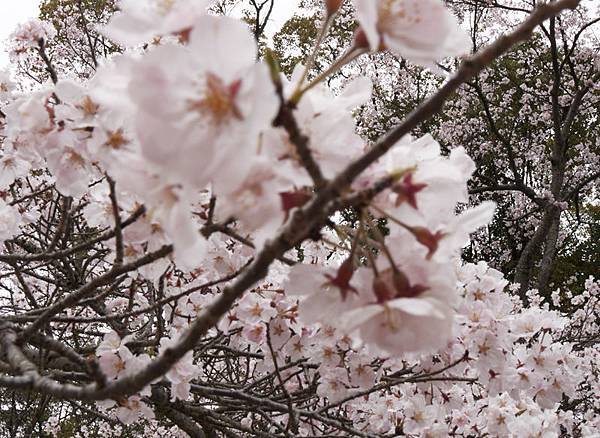 醍醐寺參道的櫻姿.JPG