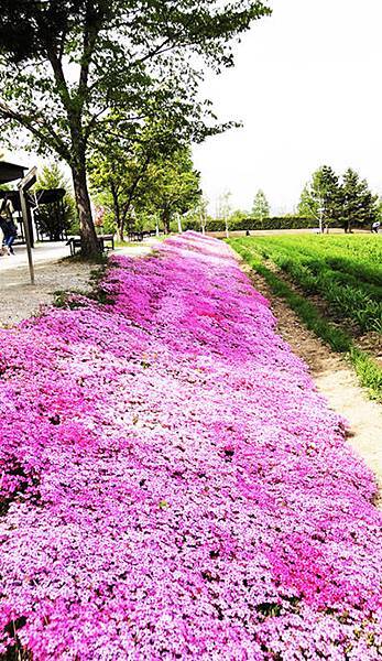 芝櫻 把北海道舖上粉紅色地毯 日本旅遊鑑定團 痞客邦 芝櫻 把北海道舖上粉紅色地毯 日本旅遊鑑定團 痞客邦