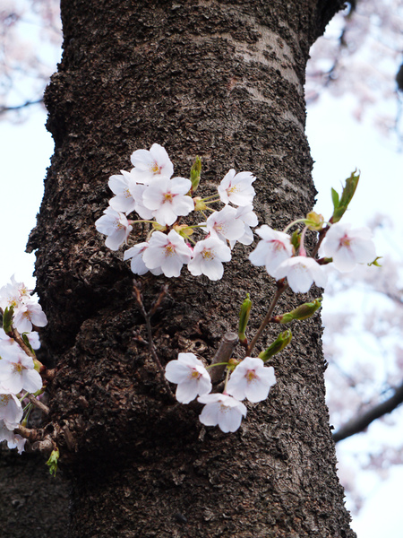 千秋公園3.JPG