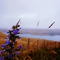 lake tekapo 02.jpg