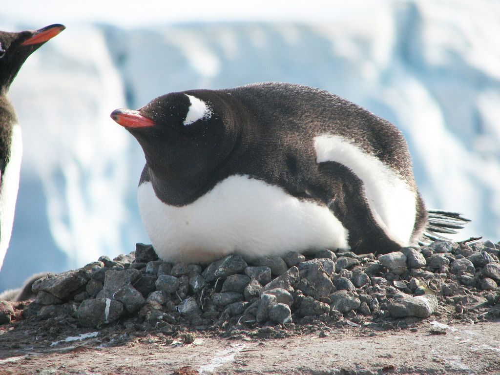 penguin-404964_1280.jpg