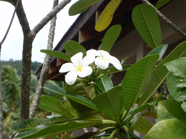 帛琉的國花,俗稱雞蛋花