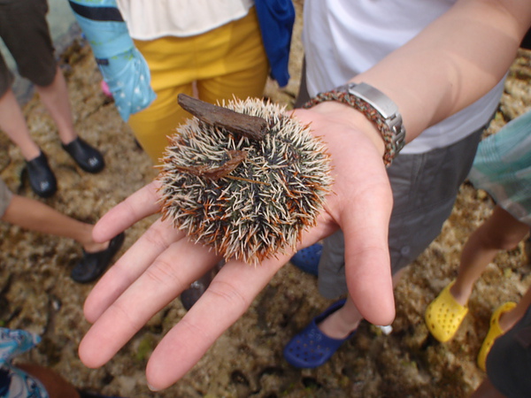 2010.7.10 會玩變裝的海膽