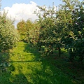 蘋果園
