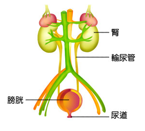 泌尿系統