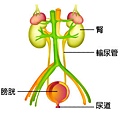 泌尿系統