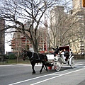 中央公園的馬車