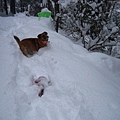 小狗土妹在雪地裡玩