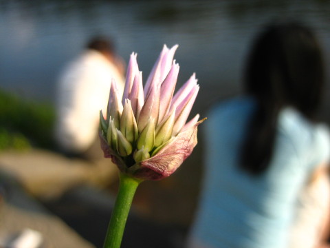 河邊的花朵