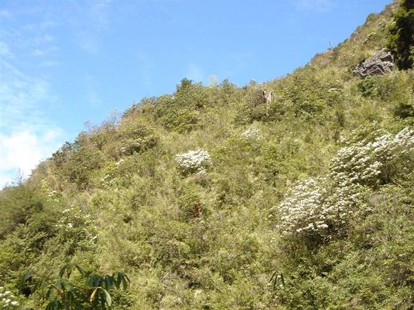 滿山的玉山杜鵑