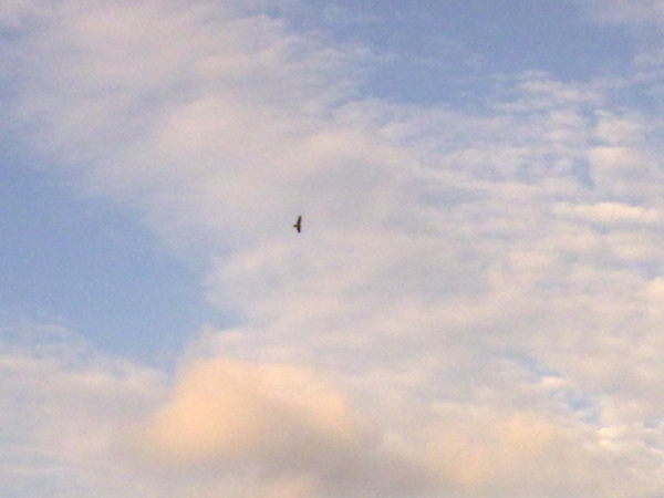 20100502785.jpg 20100502785.jpg