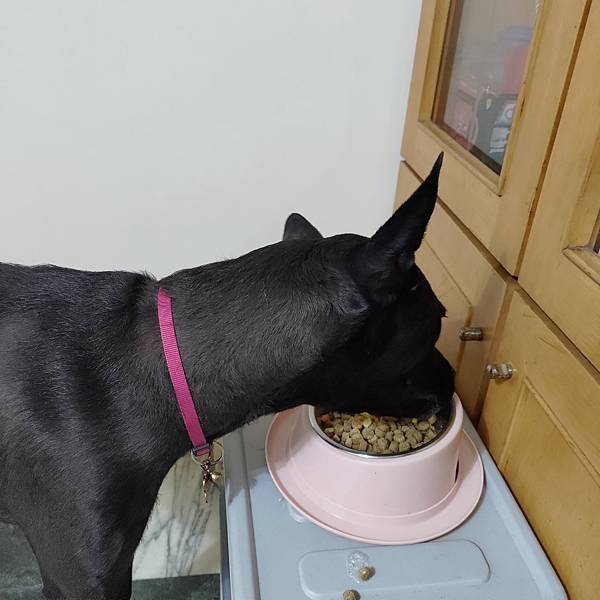 【Doggywillie小犬威利｜COOK冻干点心副食】脆丸