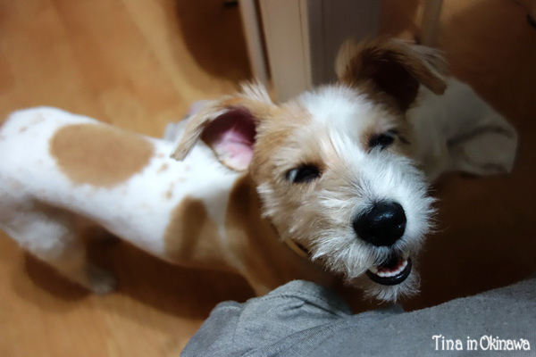 超可愛的艾利 超可愛的艾利