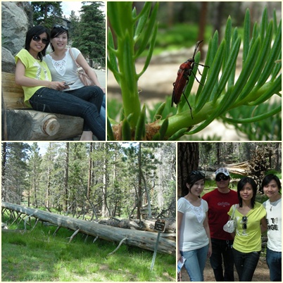 Mount San Jacinto State Park.jpg