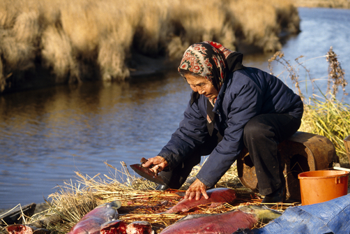 Salmon Cutting 