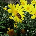 是蜜蜂採蜜的季節