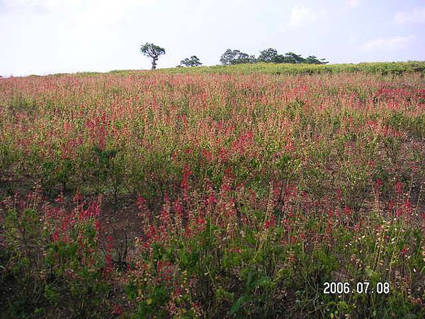 大溪花園