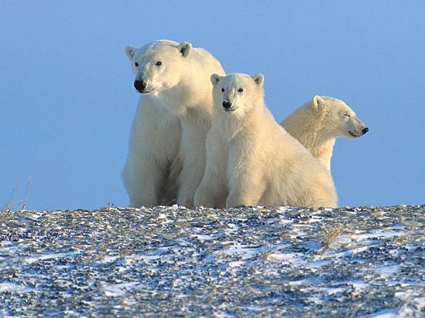 Enjoying the Morning, Polar Bears, Canada.jpg