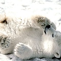 Playful Baby Polar Bear.jpg