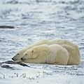 Polar Bear Cuddle.jpg