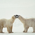 Polar Bear Greeting.jpg