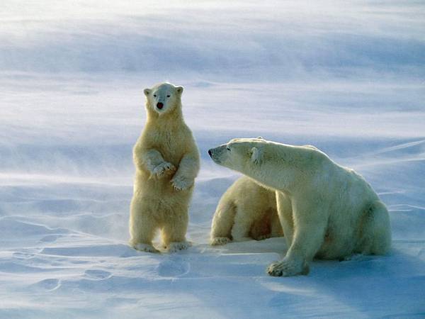 Polar Bears, Churchill, Canada.jpg